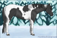Horse Color:Smoky Black Tobiano 