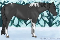 Horse Color:Smoky Black Tobiano 