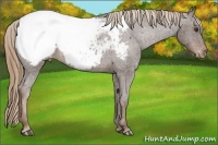 Horse Color:Liver Red Roan Appaloosa