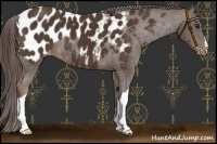 Horse Color:Liver Chestnut Appaloosa 