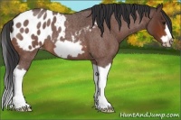 Horse Color:Bay Roan Splash Frame Appaloosa 