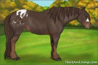 Horse Color:Liver Chestnut Appaloosa Rabicano 