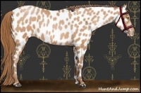 Horse Color:Bay Roan Pearl Appaloosa 