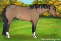 Horse Color:Bay Roan Dun 