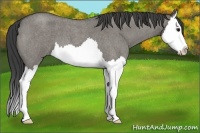 Horse Color:Smoky Grullo Roan Splash 