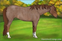 Horse Color:Red Roan