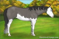 Horse Color:Grullo Roan Splash