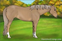 Horse Color:Palomino Roan 