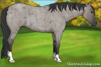 Horse Color:Grullo Roan