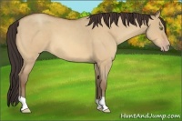 Horse Color:Amber Champagne Roan Dun