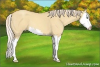 Horse Color:Gold Cream Champagne Roan Dun Splash 