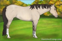 Horse Color:Amber Champagne Roan Dun