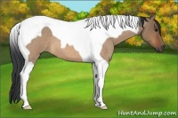 Horse Color:Bay Roan Dun Tobiano