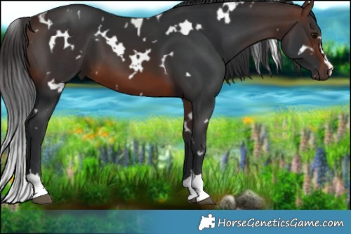 Horse Color:White Spotted Brown 
