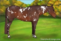 Horse Color:White Spotted Chocolate Bay 