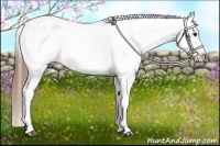 Horse Color:Buckskin Appaloosa 