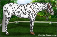 Horse Color:Black Near Leopard 
