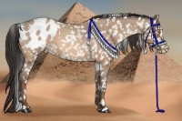 Horse Color:White Spotted Sable Champagne Roan Blanket 