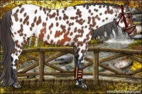 Horse Color:Bay Roan Near Leopard 