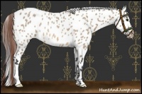 Horse Color:Bay Roan Dun Near Leopard 