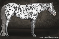 Horse Color:Black Splash Appaloosa 