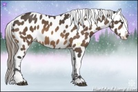 Horse Color:Buckskin Near Leopard 