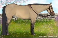Horse Color:Bay Dun