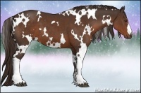Horse Color:White Spotted Liver Chestnut 