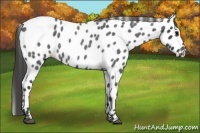 Horse Color:Smoky Blue Roan Appaloosa