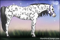 Horse Color:Blue Roan Near Leopard