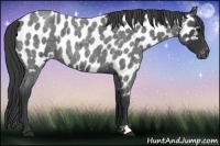Horse Color:Blue Roan Appaloosa 