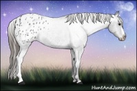 Horse Color:Blue Roan Appaloosa 
