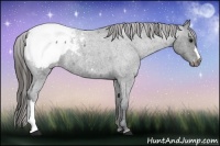 Horse Color:Blue Roan Appaloosa