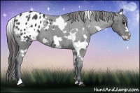 Horse Color:White Spotted Blue Roan Frame Appaloosa