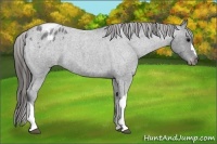 Horse Color:Blue Roan Appaloosa