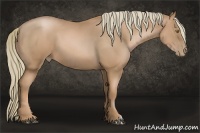 Horse Color:Chestnut Pearl