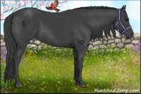 Horse Color:Smoky Black Rabicano 