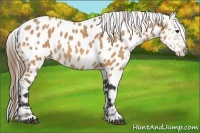 Horse Color:Buckskin Near Leopard 