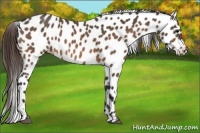 Horse Color:Buckskin Appaloosa 