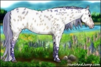 Horse Color:Watercolor Buckskin Dun Near Leopard 
