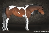 Horse Color:Bay Tobiano 