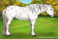 Horse Color:Buckskin Dun Appaloosa