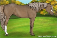 Horse Color:Chocolate Palomino 