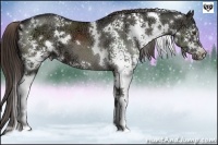 Horse Color:White Spotted Liver Red Dun Ice