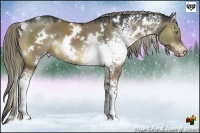 Horse Color:White Spotted Liver Red Dun 