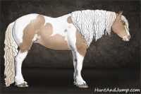 Horse Color:Liver Chestnut Pearl Sabino Tobiano Rabicano