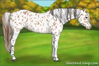 Horse Color:Buckskin Leopard 