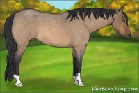 Horse Color:Bay Roan Dun 