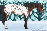 Horse Color:Bay Appaloosa 