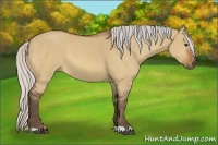 Horse Color:Silver Bay Dun 
